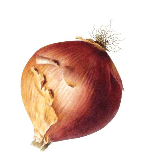 Onion illustration