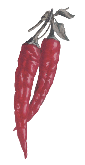 Pepper illustration